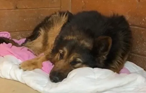 Pies do adopcji, Głowno, 18 października 2025 (5/5)