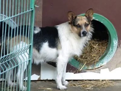 Pies do adopcji, Pabianice, 5 maja 2025 (1/4)