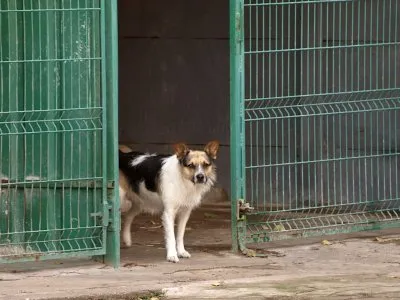 Pies do adopcji, Pabianice, 5 maja 2025 (2/4)