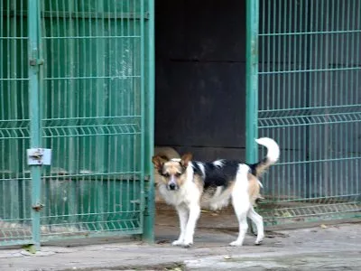 Pies do adopcji, Pabianice, 5 maja 2025 (3/4)