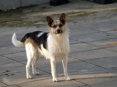 Pies do adopcji, Pabianice, 5 maja 2025 (4/4)