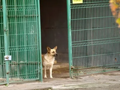 Pies do adopcji, Pabianice, 5 maja 2025 (1/2)