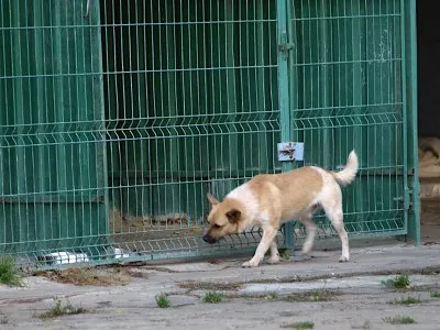 Pies do adopcji, Pabianice, 5 maja 2025 (2/2)