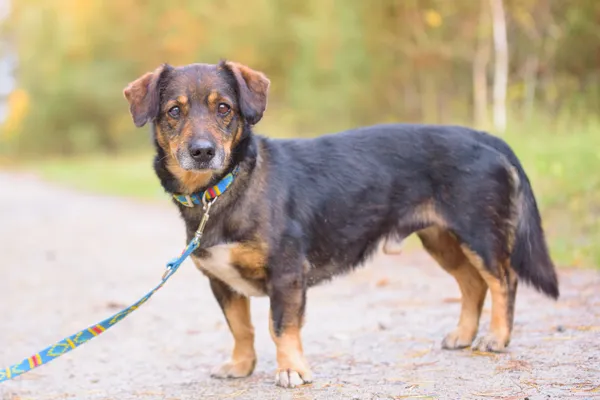 Pies do adopcji, Nowodwór, 3 listopada 2025 (1/5)