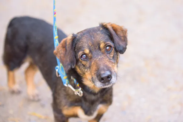 Pies do adopcji, Nowodwór, 3 listopada 2025 (2/5)