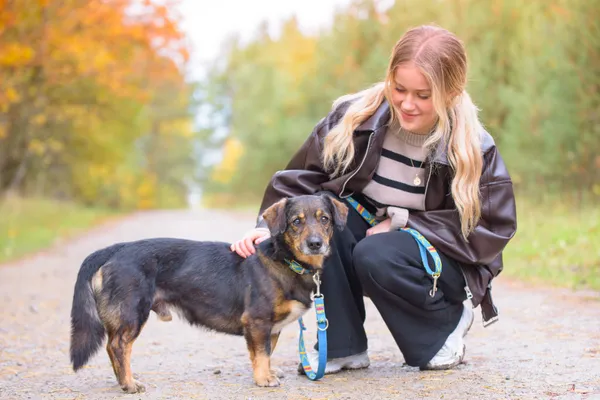 Pies do adopcji, Nowodwór, 3 listopada 2025 (3/5)