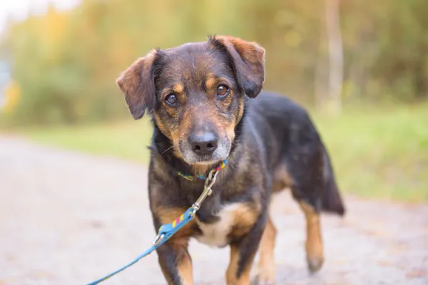 Pies do adopcji, Nowodwór, 3 listopada 2025 (5/5)