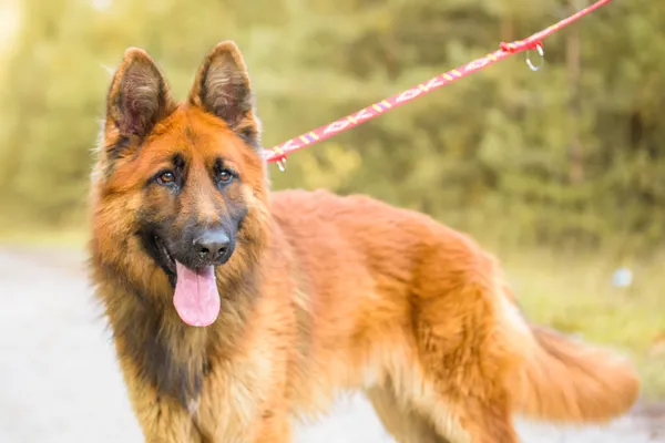 Pies do adopcji, Nowodwór, 3 listopada 2025 (2/5)