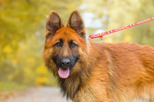 Pies do adopcji, Nowodwór, 3 listopada 2025 (4/5)