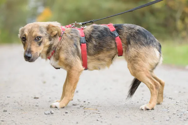 Pies do adopcji, Nowodwór, 3 listopada 2025 (1/5)