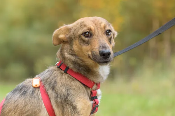 Pies do adopcji, Nowodwór, 3 listopada 2025 (4/5)