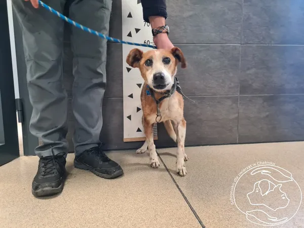 Znaleziono psa, Chełmek, 3 listopada 2025