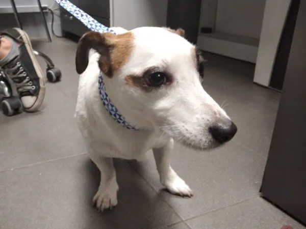 Znaleziono psa, Bydgoszcz, 2 listopada 2025