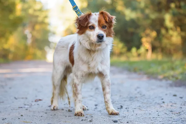 Pies do adopcji, Nowodwór, 3 listopada 2025 (1/5)