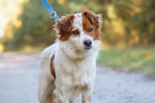 Pies do adopcji, Nowodwór, 3 listopada 2025 (4/5)