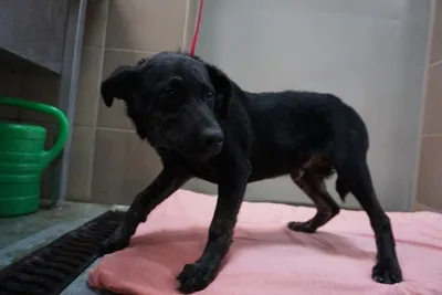 Pies do adopcji, Kraków, 20 października 2025