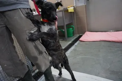 Pies do adopcji, Kraków, 20 października 2025