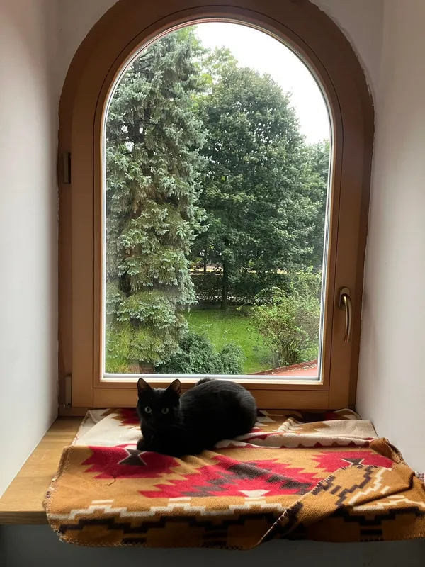 Zaginął kot, Kraków, Olsza, 4 listopada 2025 (1/2)