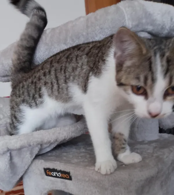 Zaginął kot, Wieruszów, 4 listopada 2025 (1/3)