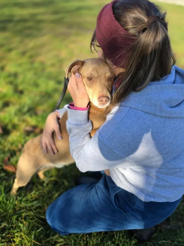 Pies do adopcji, Radom, 7 listopada 2025 (2/5)