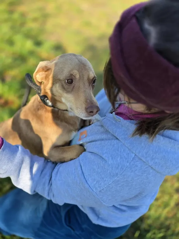 Pies do adopcji, Radom, 7 listopada 2025 (3/5)