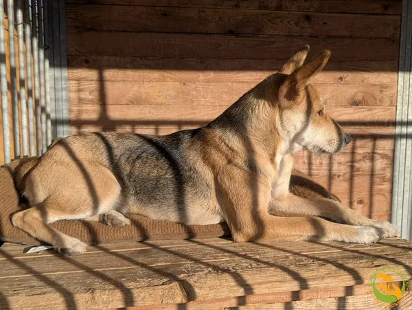 Znaleziono psa, Skałowo, 4 listopada 2025 (2/2)