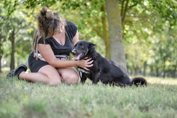 Pies do adopcji, Radom, 4 listopada 2025 (5/5)