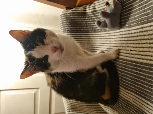 Zaginął kot, Łódź, 3 listopada 2025