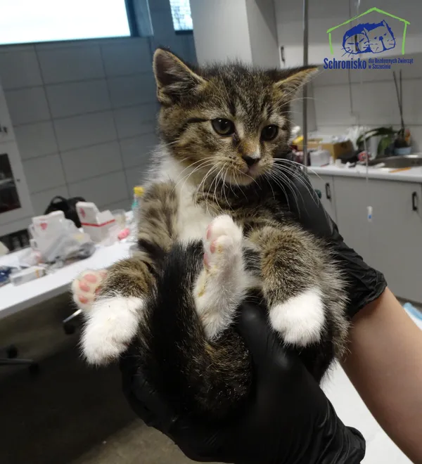 Kot do adopcji, Szczecin, 3 listopada 2025