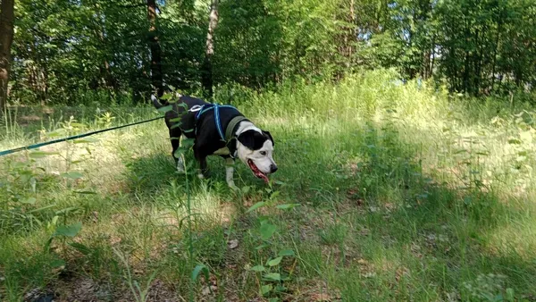 Pies do adopcji, Milanówek, 4 listopada 2025 (2/3)