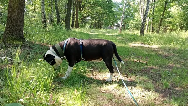 Pies do adopcji, Milanówek, 4 listopada 2025 (3/3)