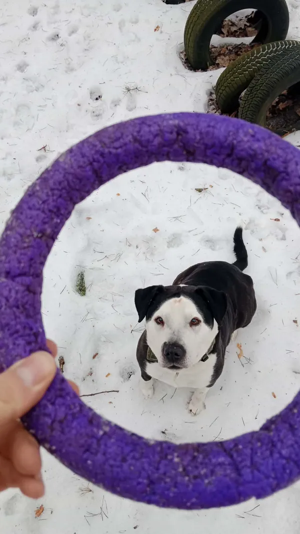 Pies do adopcji, Milanówek, 15 lutego 2026 (2/5)