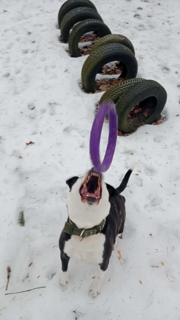 Pies do adopcji, Milanówek, 15 lutego 2026 (5/5)