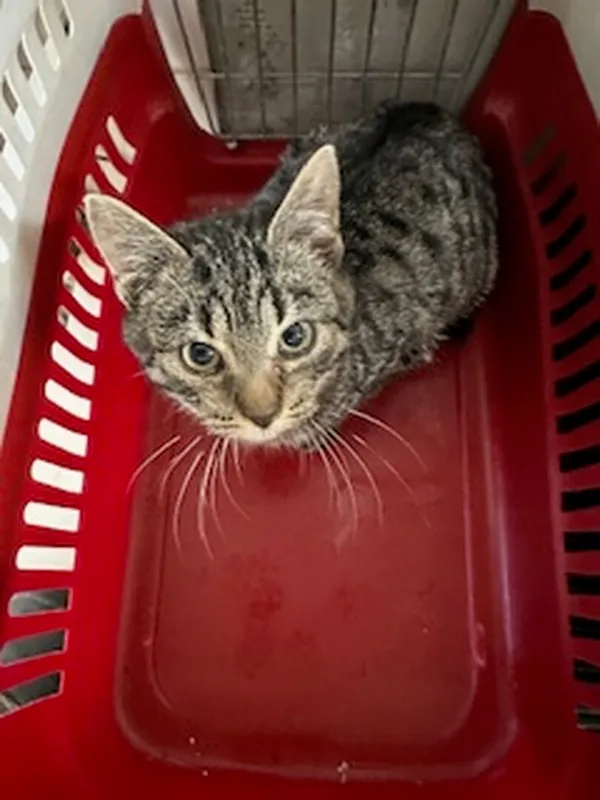 Znaleziono kota, Gdańsk, 4 listopada 2025