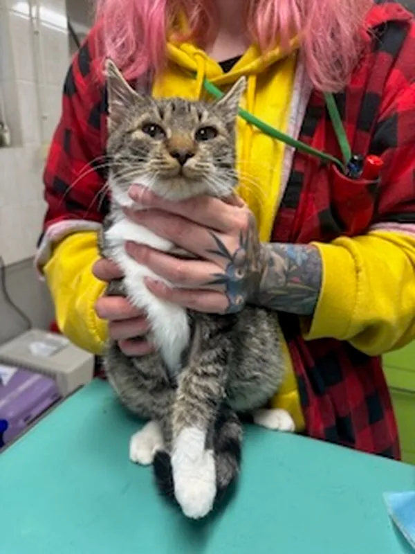 Znaleziono kota, Gdańsk, 4 listopada 2025