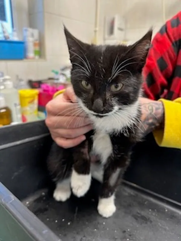 Znaleziono kota, Gdańsk, 4 listopada 2025