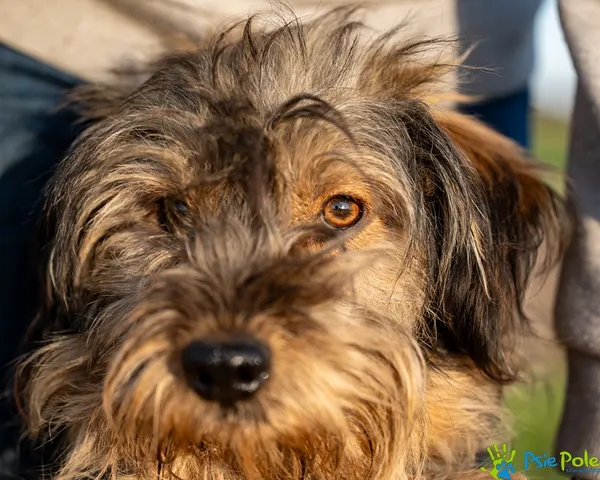 Pies do adopcji, Racławice, 27 października 2025 (4/5)