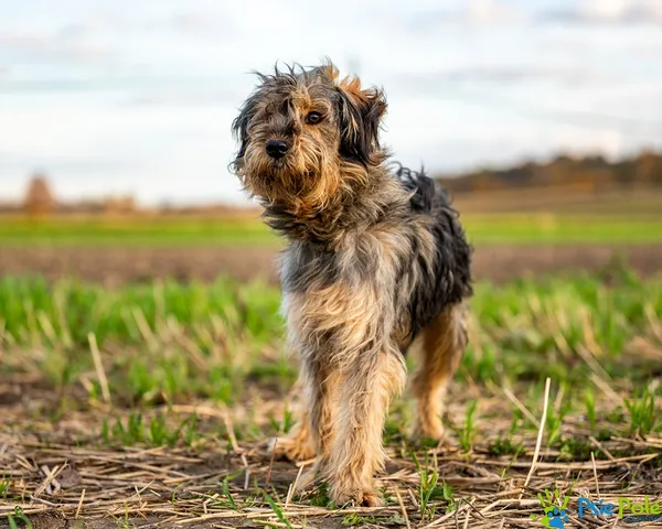Pies do adopcji, Racławice, 27 października 2025 (5/5)