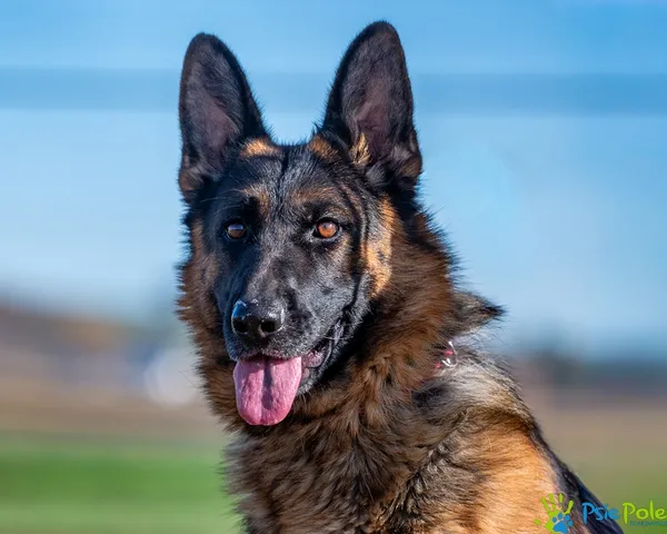 Pies do adopcji, Racławice, 30 października 2025 (1/5)