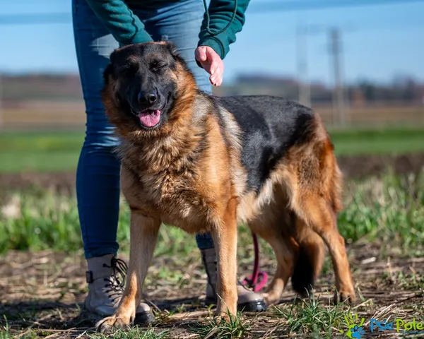 Pies do adopcji, Racławice, 30 października 2025 (3/5)