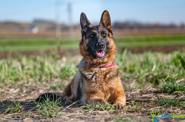 Pies do adopcji, Racławice, 30 października 2025 (4/5)