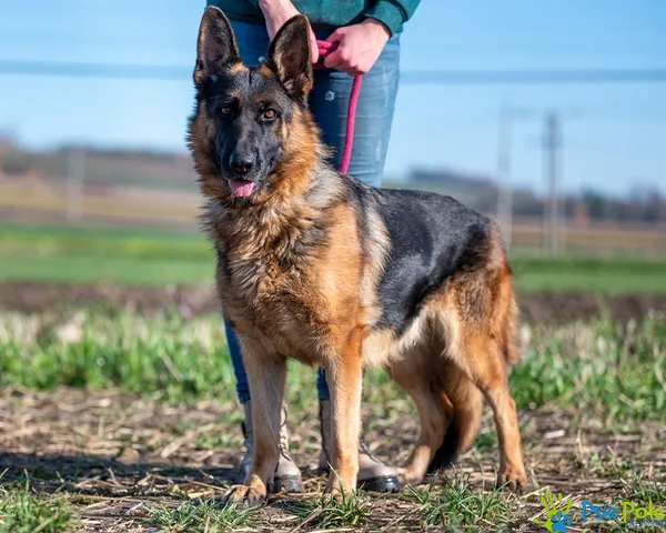 Pies do adopcji, Racławice, 7 kwietnia 2026 (5/5)