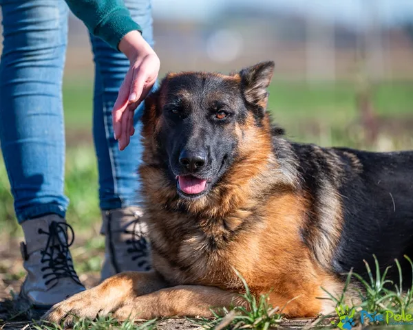 Pies do adopcji, Racławice, 7 kwietnia 2026 (2/5)