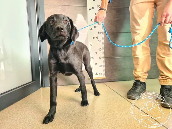 Znaleziono psa, Chełmek, 4 listopada 2025