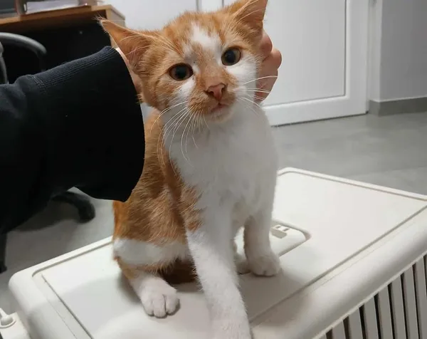 Znaleziono kota, Toruń, 3 listopada 2025