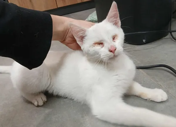 Znaleziono kota, Toruń, 30 października 2025