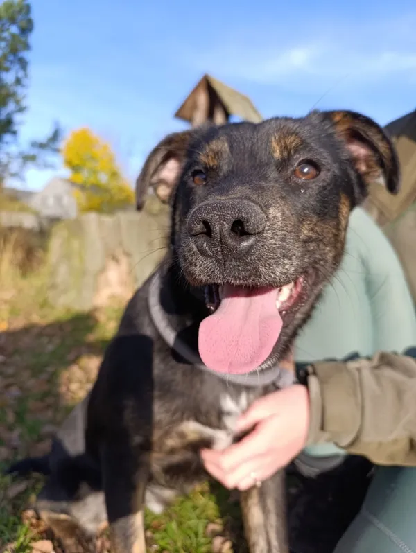 Pies do adopcji, Bełchatów, 21 lipca 2025 (1/5)
