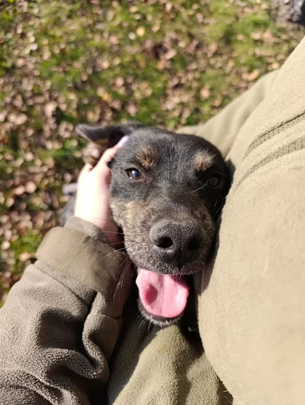 Pies do adopcji, Bełchatów, 21 lipca 2025 (4/5)