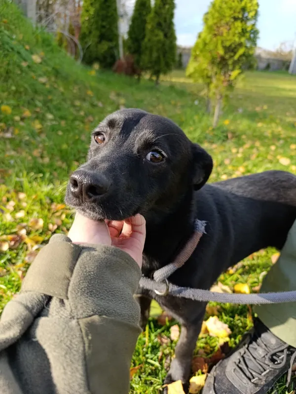 Pies do adopcji, Bełchatów, 30 września 2025 (1/5)