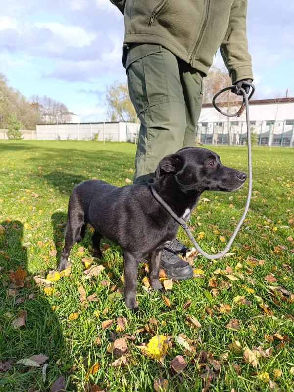 Pies do adopcji, Bełchatów, 30 września 2025 (2/5)